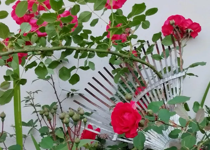 Molinos De Antero 3*