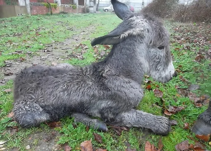 Molinos De Antero 3* Monforte De Lemos