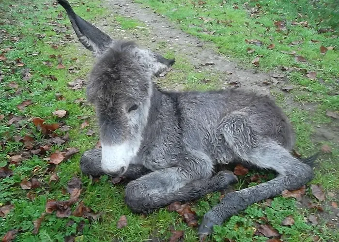 Molinos De Antero Πανσιόν Monforte De Lemos