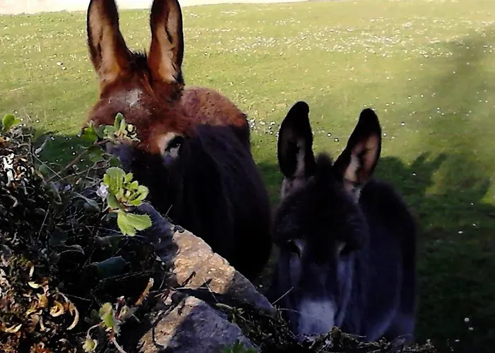 Molinos De Antero 3*